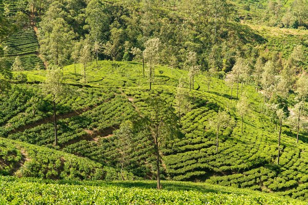 Comment organiser une visite des plantations de thé en Assam, Inde?
